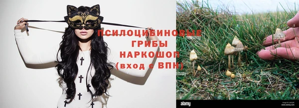 прущие грибы Аркадак
